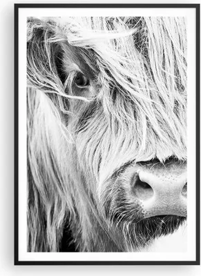 Produktbild von Gerahmtes Poster - Schwarzer Rahmen - Kuh Scotch Tier - 70x100 cm - Wand Bild - Wanddeko - Wandbilder - Kunstposter - Wandposter - Bilderrahmen - Bilder - Kunstdruck - P2BPA70x100-5129