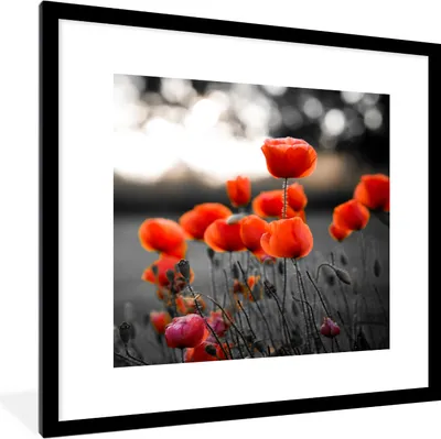 Produktbild von MuchoWow® Gerahmtes Poster Rote Mohnblumen vor schwarzem und weißem Hintergrund 40x40 cm - Poster mit Schwarzem Bilderrahmen Wandposter Rahmen Foto Bilder - Poster - Plakat im Rahmen
