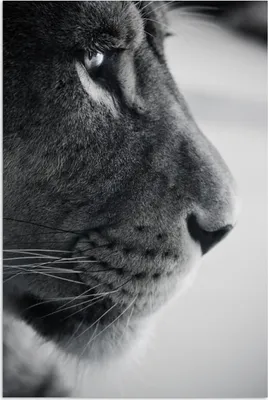 Produktbild von MuchoWow® Poster Tierprofil Löwe in schwarz und weiß 20x30 cm - Papierdruck