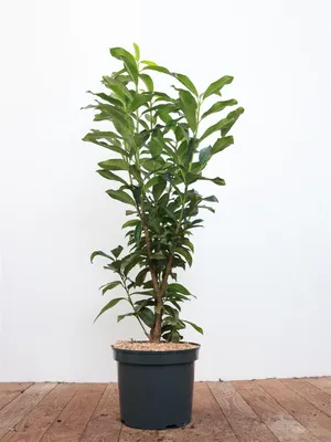 Produktbild von Prunus laurocerasus 'Genolia', Kirschlorbeer, immergrün, 80–100 cm