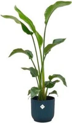 Zdjęcie produktu dla Strelitza drzewiasta Strelitzia Nicolai, wysokosc 100cm, srednica 22cm