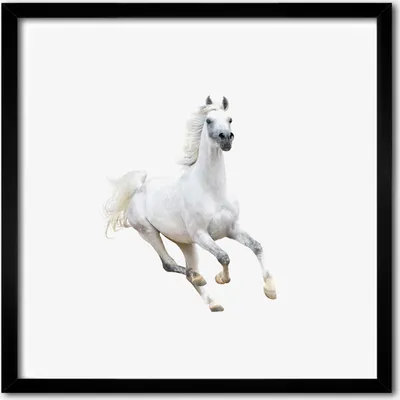 Produktbild von Bild - 50 cm x 50 cm - MDF - Rahmen, Wandkunst - Weißes arabisches Pferd