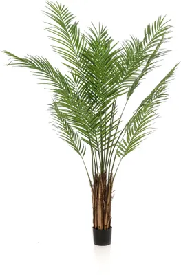 Produktbild von Künstliche Pflanze - Areca Lutescens - Goudpalm - 180 cm