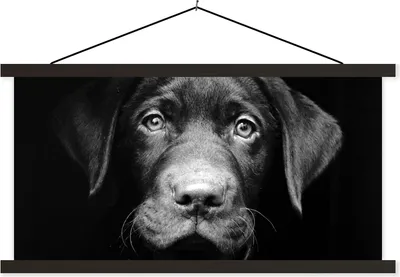 Produktbild von MuchoWow® Textilposter Nahaufnahme Labrador Welpe vor schwarzem Hintergrund in schwarz und weiß 150x75 cm mit schwarzem Rahmen - Posterleiste