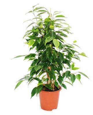 Produktbild von Exotenherz – Tränenfeige – Ficus „Anastasia“ – hellgrüne Blätter – 1 Pflanze – pflegeleicht – luftreinigend – 12-cm-Topf