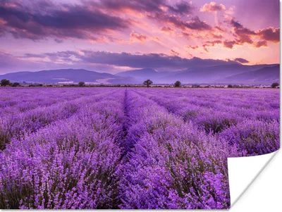 Produktbild von MuchoWow® Poster Lavendel - Lila - Blumen - Feld 120x90 cm - Wandbild