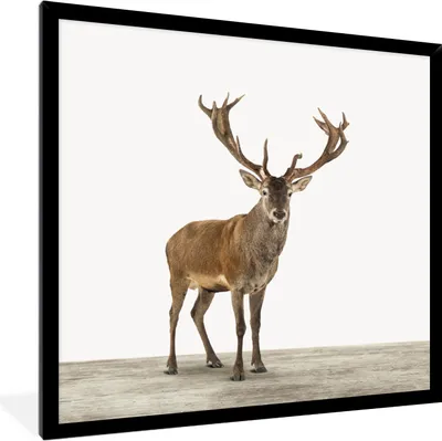 Produktbild von MuchoWow® Gerahmtes Poster Hirsche - Tiere - Geweih - Kinder - Mädchen - Jungen 40x40 cm - Poster mit Schwarzem Bilderrahmen Wandposter Rahmen Foto Bilder - Mit Rahmen - Wanddekoration Schlafzimmer
