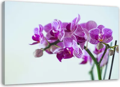 Produktbild von Leinwandbild orchideenzweig 60x40 cm Feeby lila wandbild bereit zum aufhängen