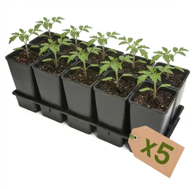 Produktbild von Garronda 5 Stück Anzuchttray Pflanzenträger für Kulturtöpfe für Gewächshaus (Anzuchttray mit 10 x 2 L Töpfe) GD-KW-T