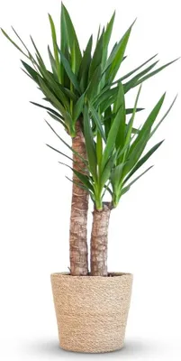 Produktbild von Green boutiQ - Zimmerpflanze - Yucca (Palmlilie) - Yucca Elephantipes - Grün - Pflegeleicht - 1 Pflanze - mit Korb - Topf 21cm - Höhe 80 - 95cm