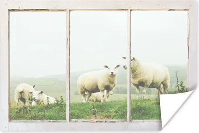 Produktbild von MuchoWow® Poster Durchschauen - Schafe - Gras 90x60 cm - Schlafzimmer