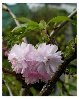 Produktbild von Japanische Hänge-Zierkirsche Kiku-shidare-Zakura - Prunus serrulata (60-100)