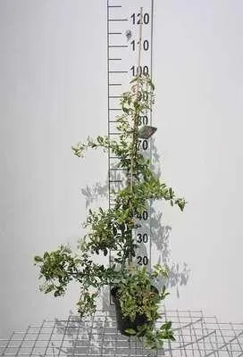 Produktbild von Pyracantha hybr. 'Soleil d'or' - Feuerdorn ‘Soleil d’Or’ 80-100 cm | Topf