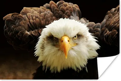 Produktbild von MuchoWow® Poster Wütender Raubvogel 180x120 cm - Fotoplakat