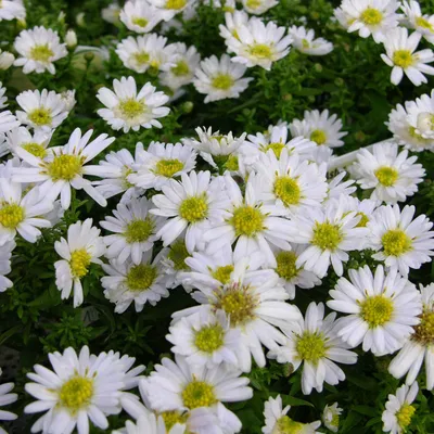 Immagine prodotto di 6 x Aster a cuscino  - Aster dumosus 'Schneekissen'  | Vaso 9 cm x 9 cm