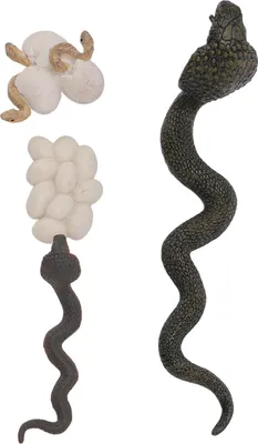 Produktbild von Schlangen-Wachstumszyklus-Modell, Spielzeug, lebensechtes pädagogisches Lebensfiguren-Set für den Unterricht von Kindern