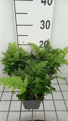 Productafbeelding van 6 x Polystichum rigens - Steifer schildvaren - pot van 9 x 9 cm