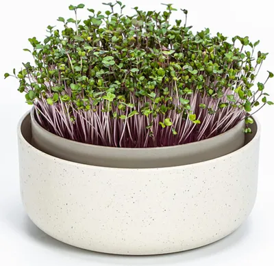 Produktbild von Plastia Urbalive Keimsprosskit für Microgreens, Elfenbein mit Kaffeesatz-Beimischung