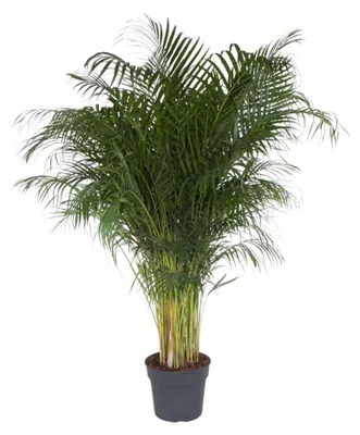 Produktbild von Dypsis Lutescens - 190-200cm - Ø34cm - Zimmerpflanze - Immergrün
