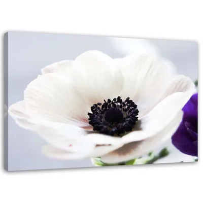 Produktbild von Leinwandbild weiße anemone auf grauem hintergrund 100x70 cm Feeby grau wandbild bereit zum aufhängen