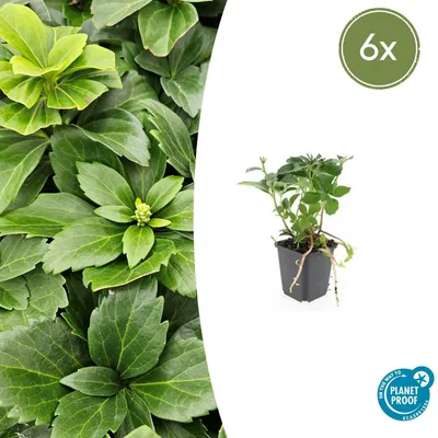 Produktbild von Bodendecker - Schattenpflanze - Dickmännchen - Pachysandra terminalis - Topfgröße 9 cm - Set mit 6 Pflanzen