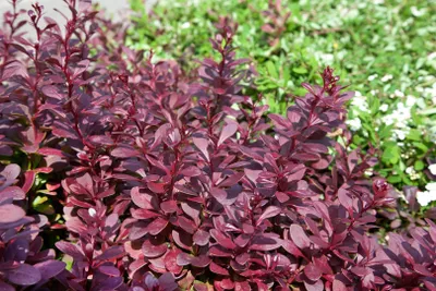 Produktbild von Berberis thunbergii 'Red Chief', Rote Heckenberberitze, 60–80 cm