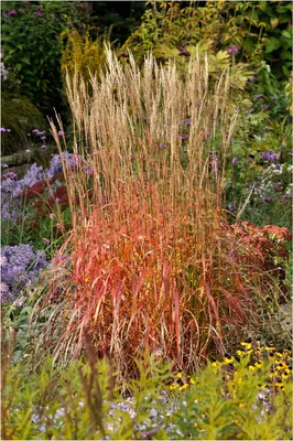 Produktbild von Stauden Gänge 1 x Miscanthus sinensis 'Ghana' im 1 Liter Topf - Chinaschilf - Feurige Herbstfarben für beeindruckende Gärten - Winterhart