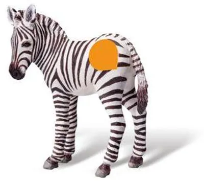 Immagine prodotto di Tiptoi, personaggio giocattolo: puledro di zebra