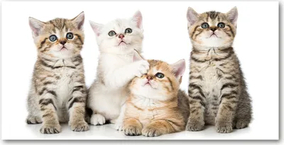 Produktbild von Tulup Glas-Bild -140x70- Wandkunst Dekorative Wand für Küche & Wohnzimmer - Tiere - Kleine Katzen - Braun