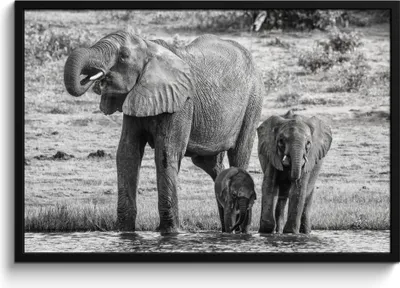 Produktbild von MuchoWow® MuchoWow® Gerahmtes Poster Elefant - Wasser - Tiere - Schwarz - Weiß 90x60 cm - Poster mit zchwarzem Bilderrahmen - Fotorahmen - Foto-Plakat