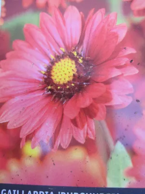 Produktbild von Gaillardia Burgunder - Kokardenblume Burgunder