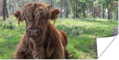 Produktbild von MuchoWow® Poster Schottischer Highlander - Kröte - Tiere 120x60 cm - Bild