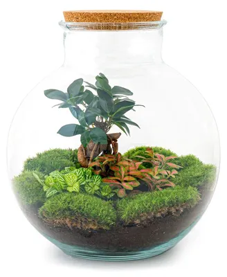 Obrázek produktu pro Zahrada v láhvi „Bolder Bob“ – terárium pro rostliny k vlastnímu sestavení – výška 30 cm – s bonsají Ficus Ginseng