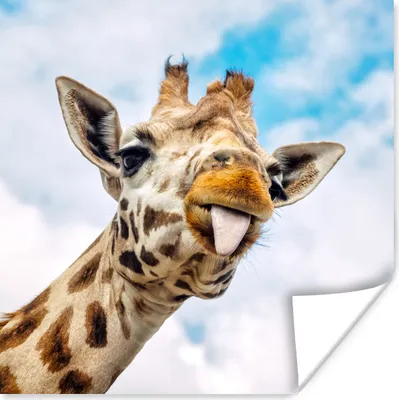 Produktbild von MuchoWow® Poster Giraffe - Lustig - Zunge - Kinder - Jungen - Mädchen - Kind 75x75 cm - Wand Dekoration