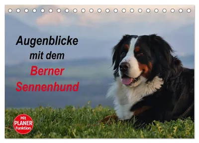 Produktbild von Augenblicke mit dem Berner Sennenhund (Tischkalender 2027 DIN A5 quer), CALVENDO Monatskalender