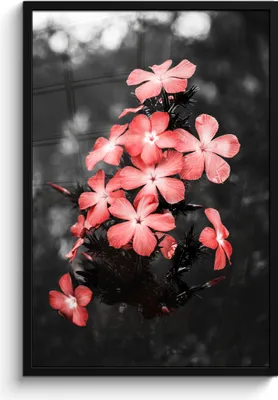 Produktbild von MuchoWow® MuchoWow® Gerahmtes Poster Blumen - Rosa - Farbe 60x90 cm - Poster mit zchwarzem Bilderrahmen - Kunst