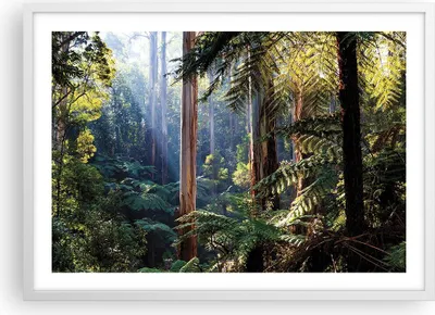 Produktbild von Gerahmtes Poster - Weißer Rahmen - Morgendämmerung Bäume Wald - 70x50 cm - Wand Bild - Wanddeko - Wandbilder - Kunstposter - Wandposter - Bilderrahmen - Bilder - Kunstdruck - P2WAA70x50-4403