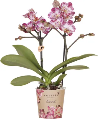 Produktbild von Kolibri Orchids | Rosa-Violette Phalaenopsis-Orchidee Topfgröße Ø9cm | Bora Bora | Blühende Zimmerpflanze – Frisch vom Züchter