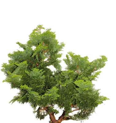 Produktbild von Chamaecyparis obtusa Nana Gracilis Muschelzypresse winterhart 30 - 35 cm