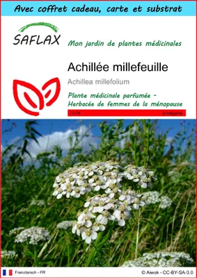 Image de SAFLAX Ensemble-cadeau - Achillée millefeuille - 200 graines - Achillea