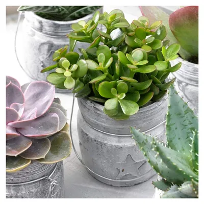 Produktbild von Crassula Ovata Zimmerpflanze – Geldbaum im 12 cm Topf