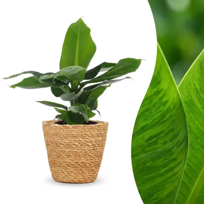 Produktbild von Musa Oriental Dwarf – Zwergbanane – mit Korb - 30cm - Ø12cm