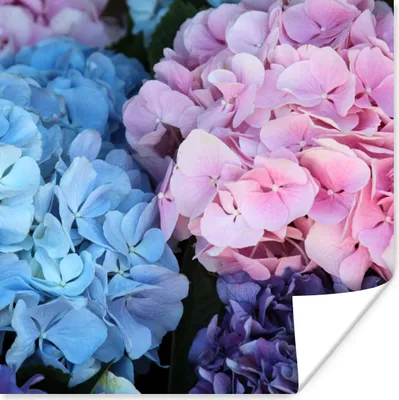 Produktbild von MuchoWow® Poster Blumen - Strauch - Hortensie - Botanisch 100x100 cm - Babyzimmer