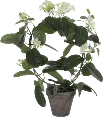 Zdjęcie produktu dla Mica Decorations Stephanotis sztuczna roślina w doniczce Stan - H50 x Ø40 cm - Biały
