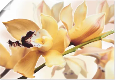 Produktbild von ARTland Poster Gelbe Orchidee Größe: 100x70 cm