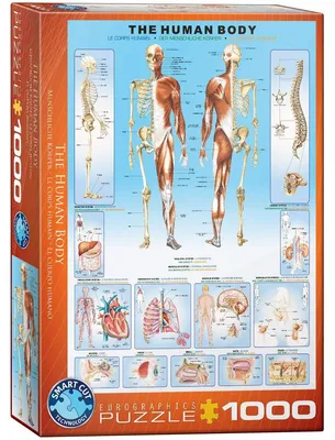 Immagine prodotto di Eurographics Puzzle Der menschliche Körper, 1000 Teile, 68 x 48 cm, 6000-1000