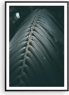 Produktbild von Gerahmtes Poster - Schwarzer Rahmen - Blatt Palme exotisch - 70x100 cm - Wand Bild - Wanddeko - Wandbilder - Kunstposter - Wandposter - Bilderrahmen - Bilder - Kunstdruck - P2BPA70x100-4907