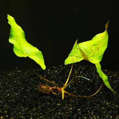 Produktbild von 3 Grüne Tigerlotus-Knollen M. Antrieb (Nymphaea Lotus)