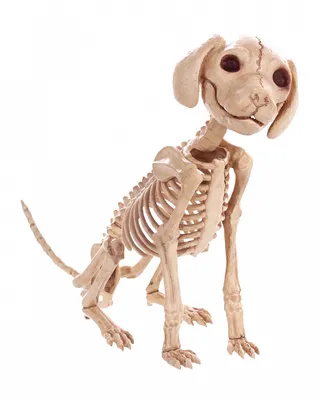 Produktbild von Hunde Skelett als Halloween Deko 30 cm