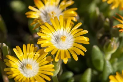 Produktbild von Delosperma congestum 'Golden Nugget', Mittagsblume, gelb, ca. 9x9 cm Topf